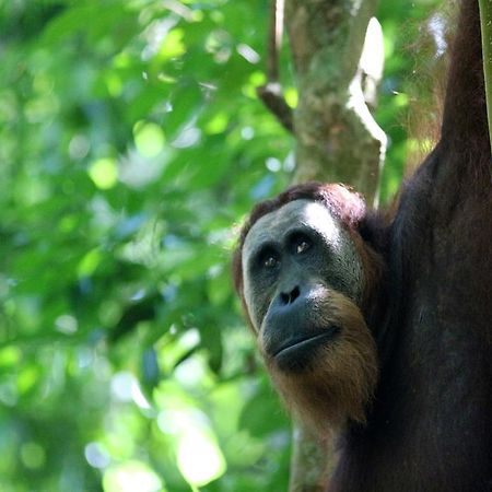 Ida Guest House & Jungle Trekking Bukit Lawang Bagian luar foto