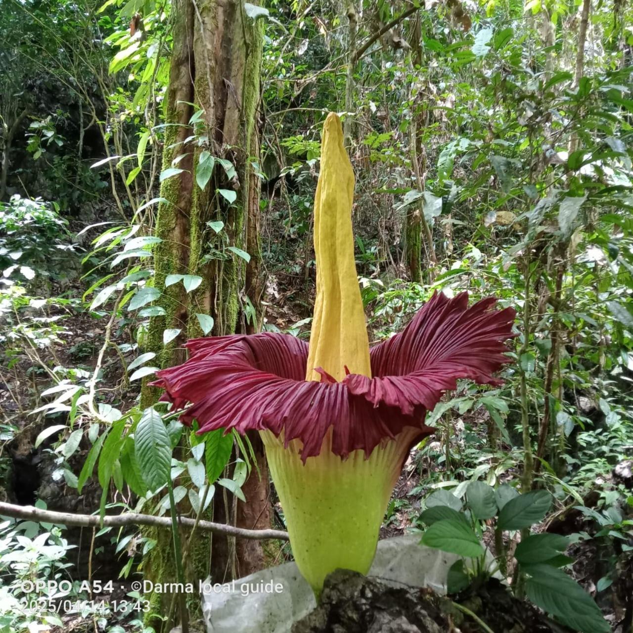 Ida Guest House & Jungle Trekking Bukit Lawang Bagian luar foto