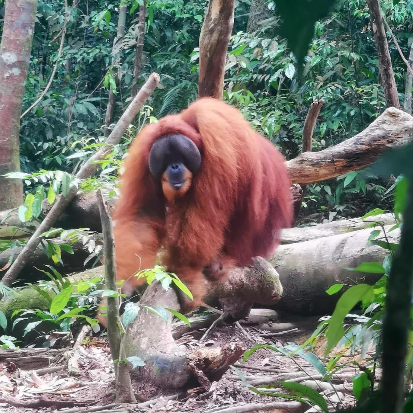 Ida Guest House & Jungle Trekking Bukit Lawang Bagian luar foto