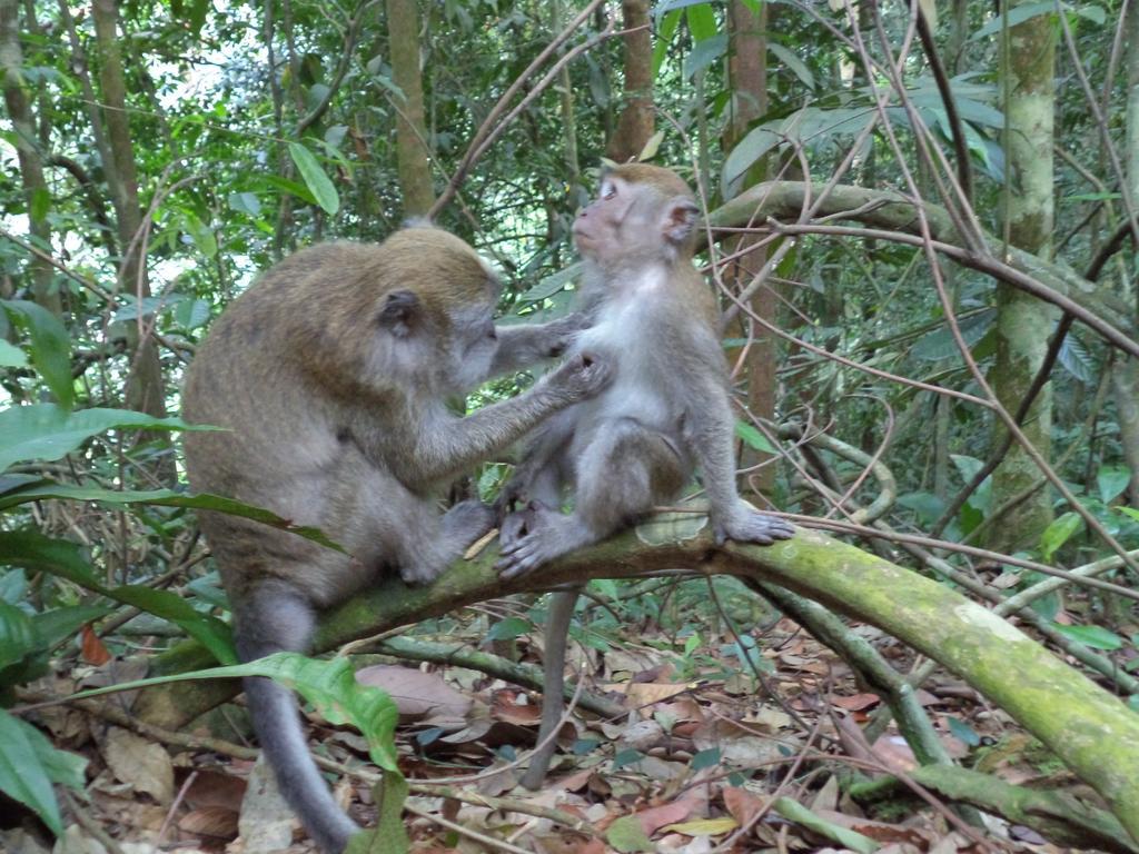 Ida Guest House & Jungle Trekking Bukit Lawang Bagian luar foto