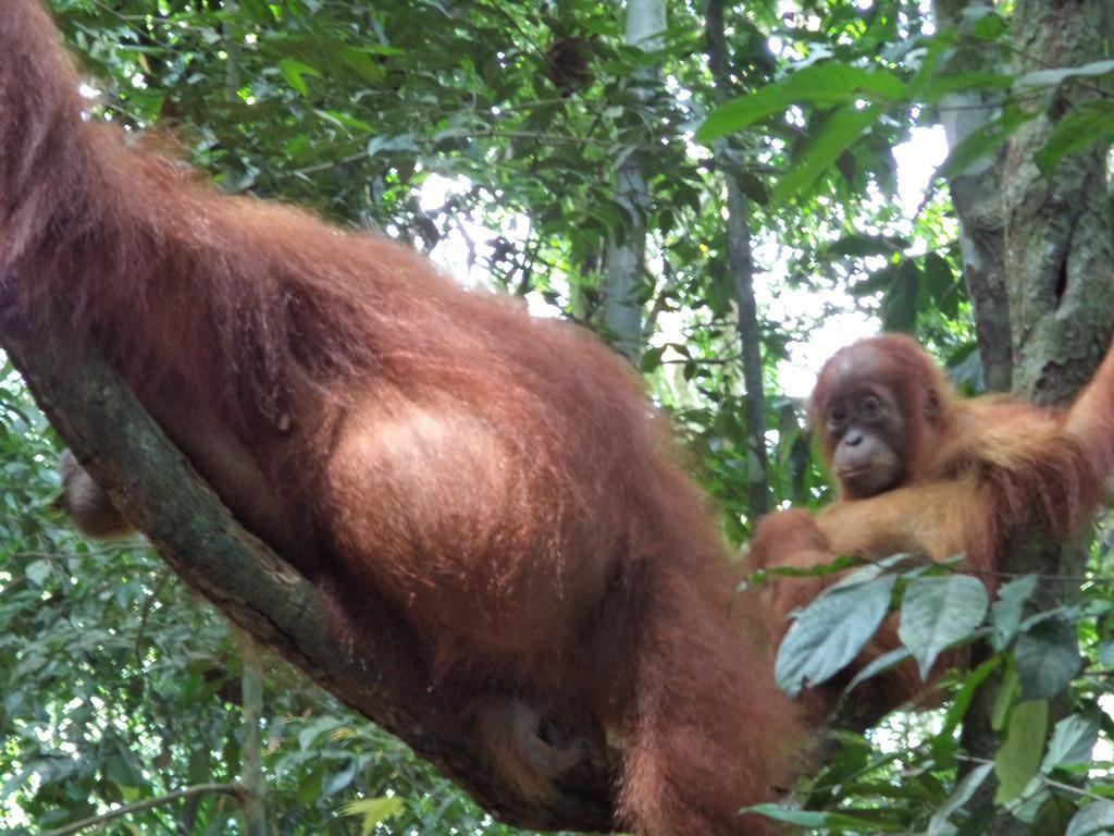 Ida Guest House & Jungle Trekking Bukit Lawang Bagian luar foto