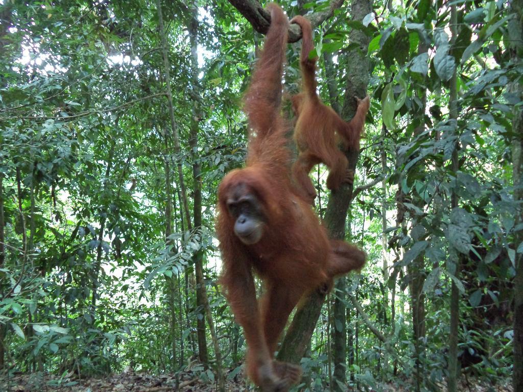 Ida Guest House & Jungle Trekking Bukit Lawang Bagian luar foto
