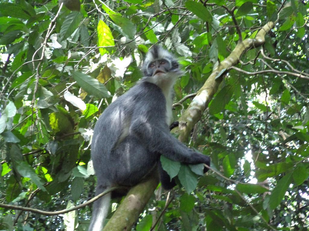 Ida Guest House & Jungle Trekking Bukit Lawang Bagian luar foto