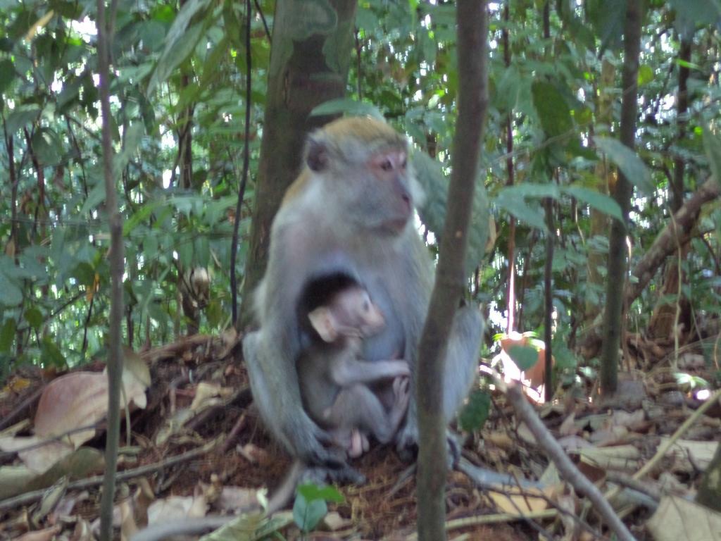 Ida Guest House & Jungle Trekking Bukit Lawang Bagian luar foto