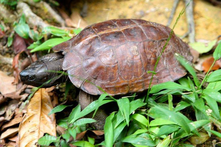 Ida Guest House & Jungle Trekking Bukit Lawang Bagian luar foto