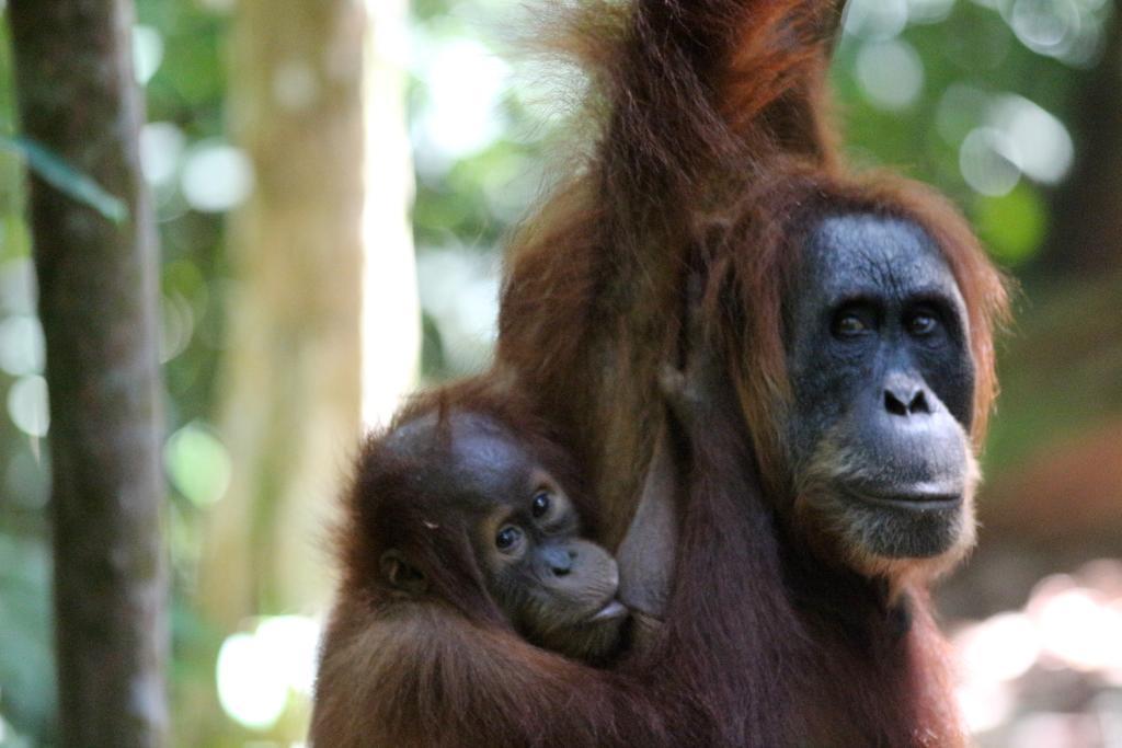 Ida Guest House & Jungle Trekking Bukit Lawang Bagian luar foto