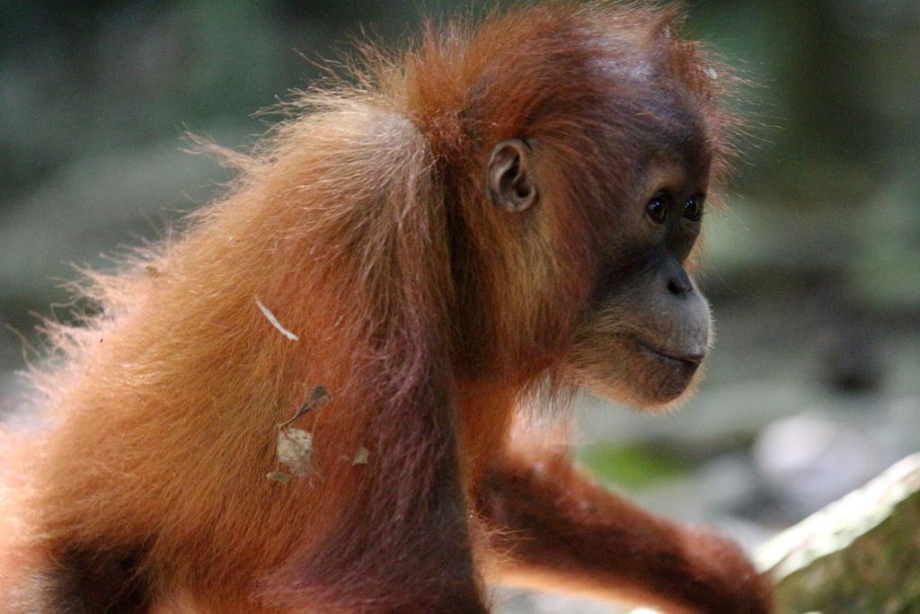 Ida Guest House & Jungle Trekking Bukit Lawang Bagian luar foto
