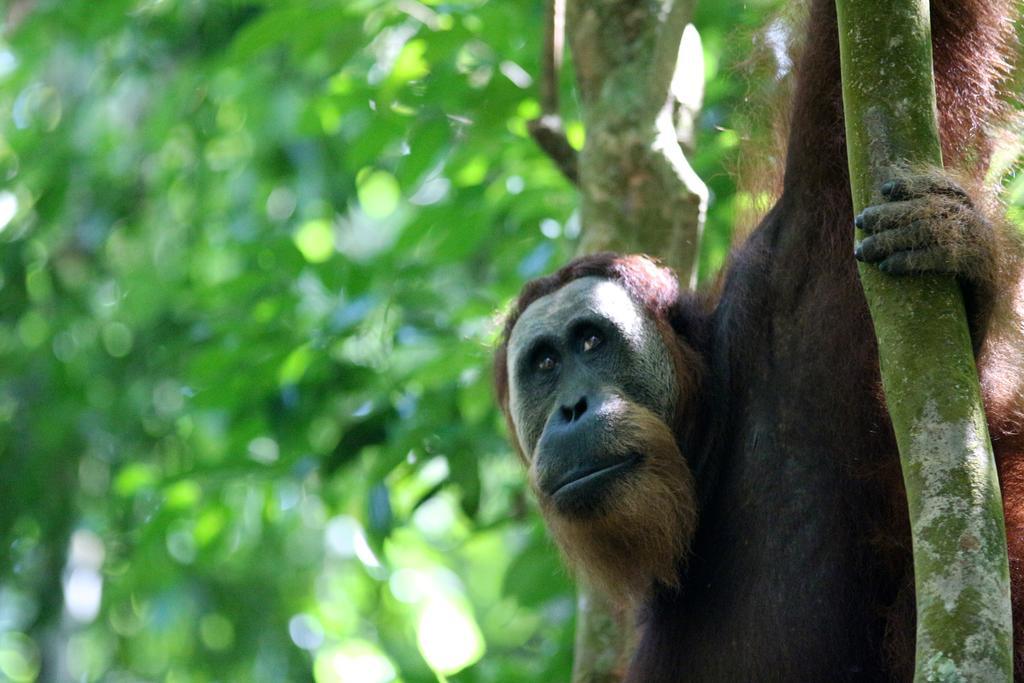 Ida Guest House & Jungle Trekking Bukit Lawang Bagian luar foto